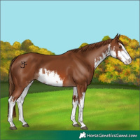 Horse Color:White Spotted Chestnut 