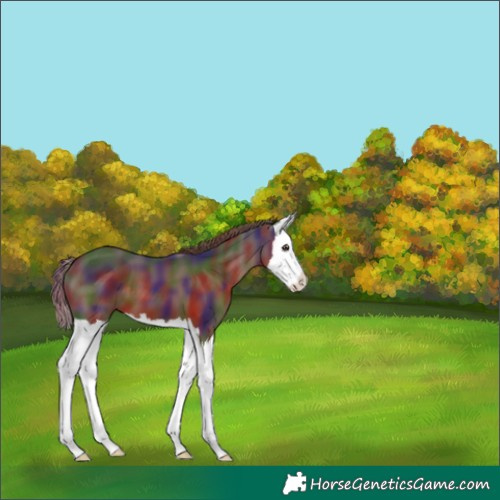Horse Color:Nacre Liver Chestnut Splash