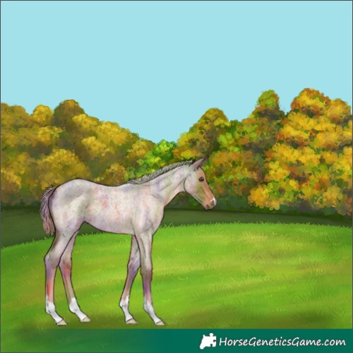 Horse Color:Nacre Chocolate Palomino Roan