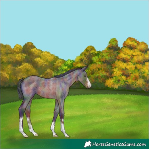 Horse Color:Nacre Liver Red Roan