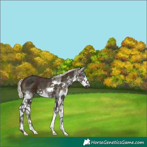 Horse Color:Plaid Midnight Palomino Ice Splash