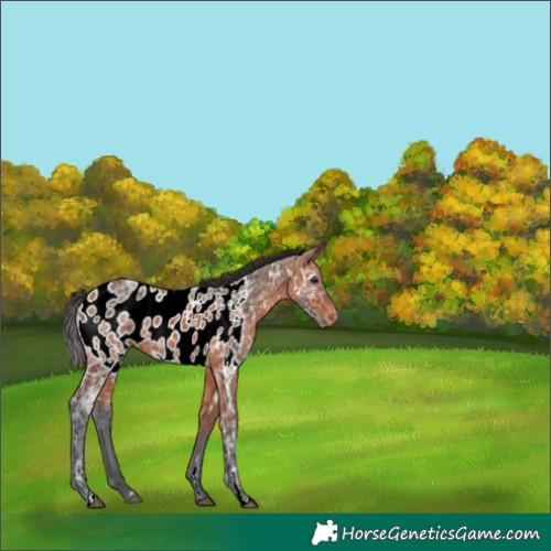 Horse Color:Bay Ice Appaloosa 