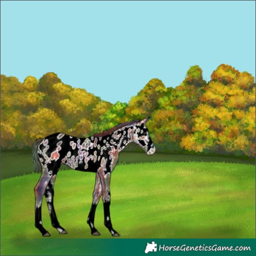 Horse Color:Nacre Plaid  White Spotted Bay Near Leopard 