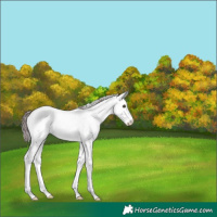 Horse Color:White Spotted Liver Chestnut Ice Near Fewspot