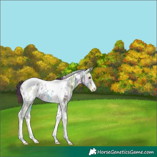 Horse Color:Nacre Liver Chestnut Ice Tobiano Appaloosa