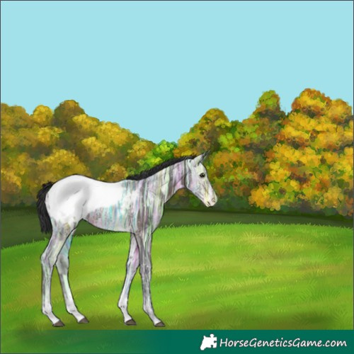 Horse Color:Brown Ice Sabino Tobiano Snowcap