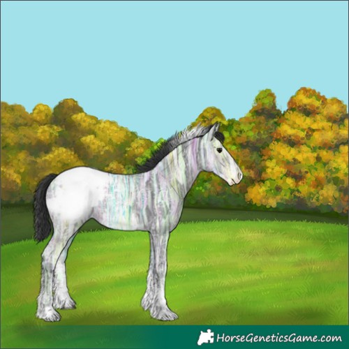 Horse Color:Black Ice Sabino Tobiano Snowcap 