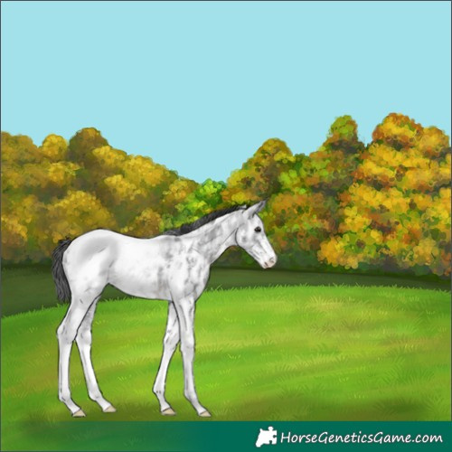 Horse Color:Black Ice Sabino Tobiano Snowcap Rabicano 