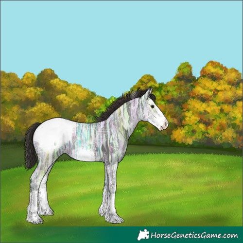 Horse Color:White Spotted Liver Chestnut Ice Appaloosa
