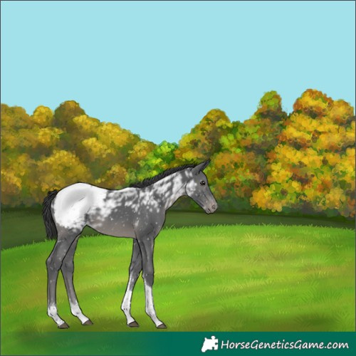Horse Color:Black Ice Sabino Tobiano Snowcap