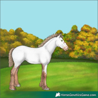 Horse Color:Gold Champagne Roan Near Fewspot 