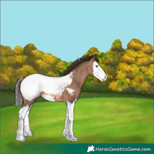 Horse Color:White Spotted Sable Champagne Splash Snowcap