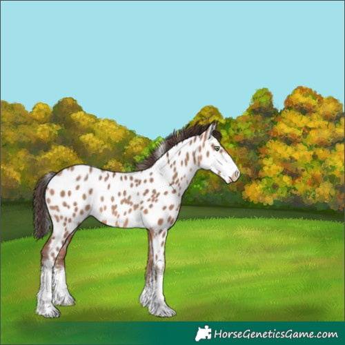 Horse Color:White Spotted Amber Champagne Near Leopard