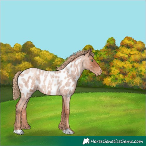 Horse Color:Gold Champagne Roan Blanket 