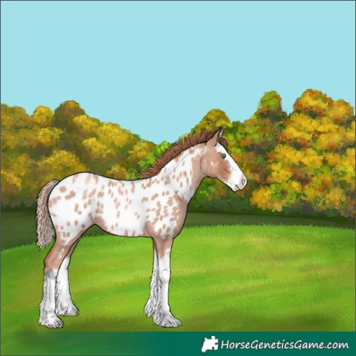 Horse Color:Gold Champagne Roan Splash Blanket 