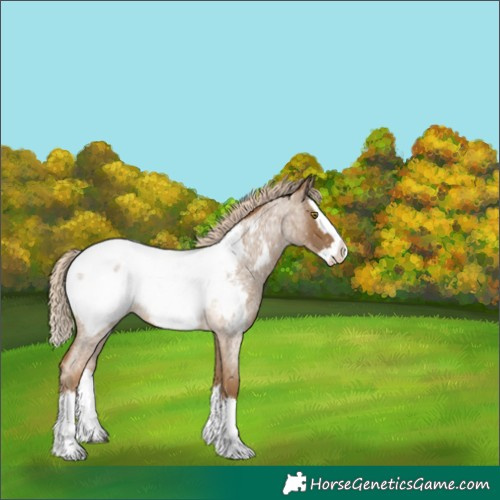Horse Color:Chocolate Palomino Roan Splash Snowcap