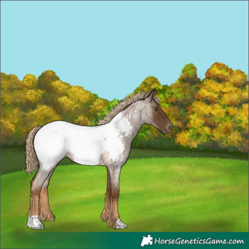 Horse Color:Chocolate Palomino Roan Appaloosa