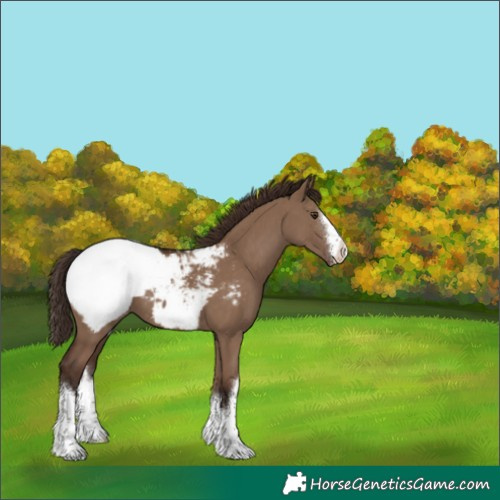 Horse Color:White Spotted Liver Red Dun Snowcap