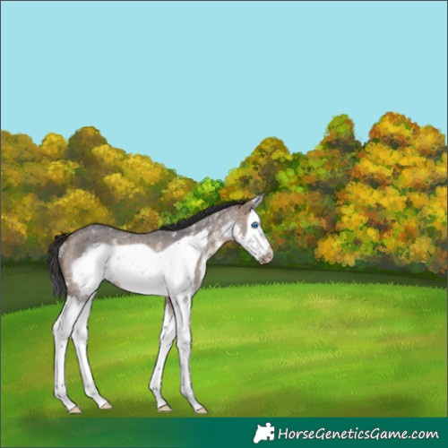 Horse Color:Brown Dun Sabino Splash Frame Varnish Rabicano