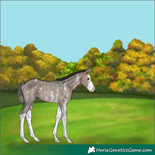 Horse Color:Brown Dun Sabino Splash Blanket Rabicano 