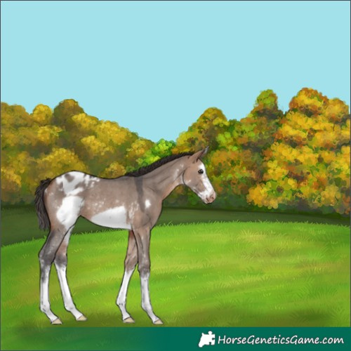 Horse Color:Bay Dun Sabino Splash Frame Appaloosa Rabicano
