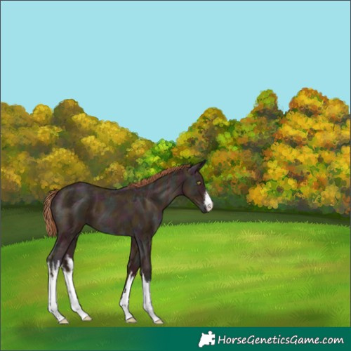 Horse Color:White Spotted Midnight Gold Champagne Ice