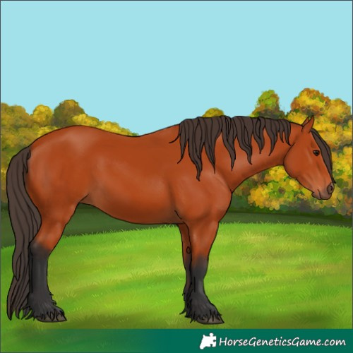 Horse Color:Bay 