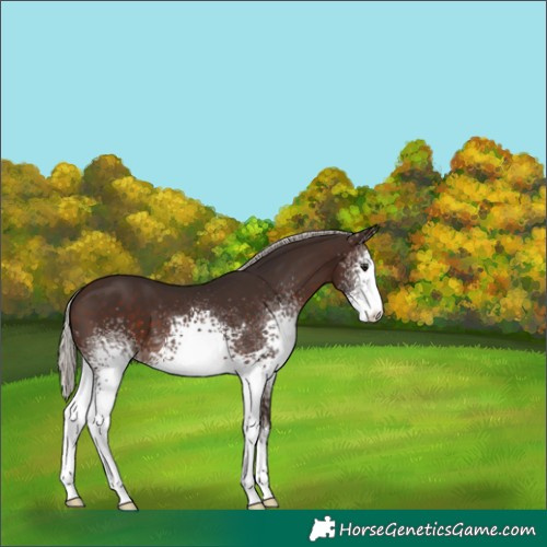 Horse Color:White Spotted Silver Brown 
