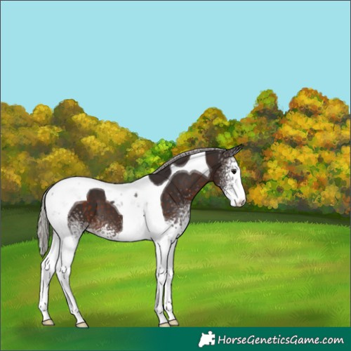 Horse Color:White Spotted Silver Brown Tobiano 