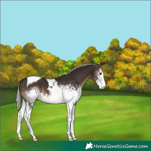 Horse Color:White Spotted Silver Brown Tobiano 