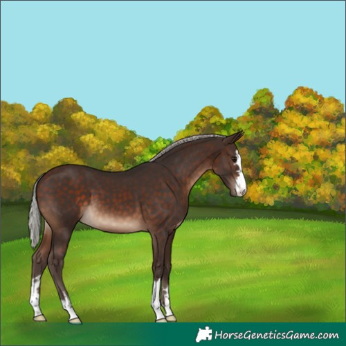 Horse Color:Silver Brown 