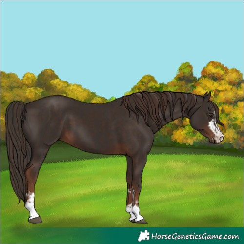 Horse Color:Liver Chestnut  and Liver Chestnut 