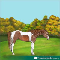 Horse Color:Chestnut Tobiano 