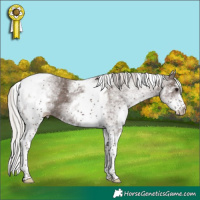 Horse Color:White Spotted Silver Black Tobiano 