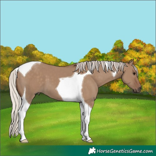 Horse Color:Silver Grullo Tobiano 