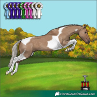 Horse Color:Silver Grullo Tobiano 