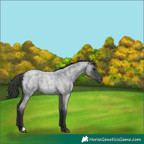 Horse Color:Blue Roan 