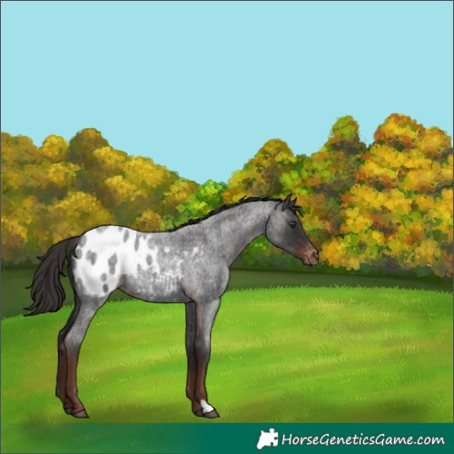 Horse Color:Liver Red Roan Appaloosa 
