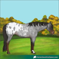 Horse Color:Liver Red Roan Blanket