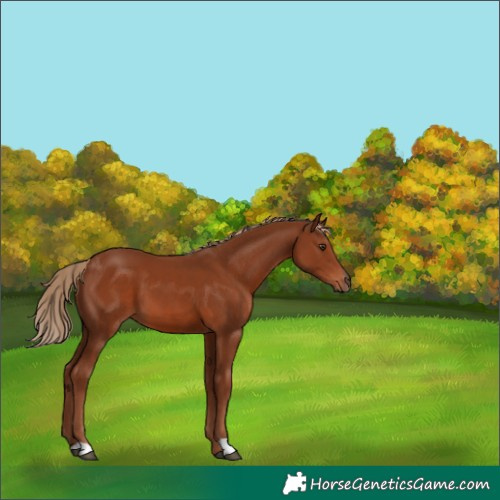 Horse Color:Chestnut 