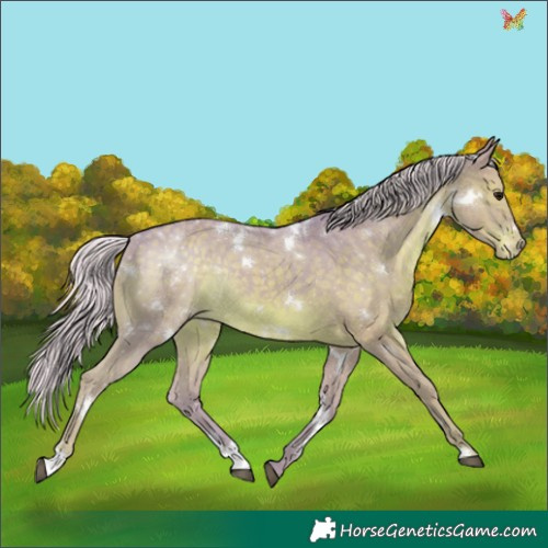Horse Color:Watercolor White Spotted Silver Black Appaloosa Rabicano 