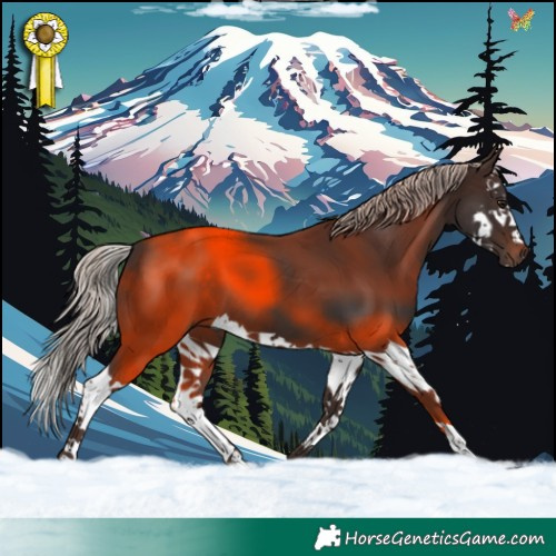 Horse Color:Silver Brown Splash 