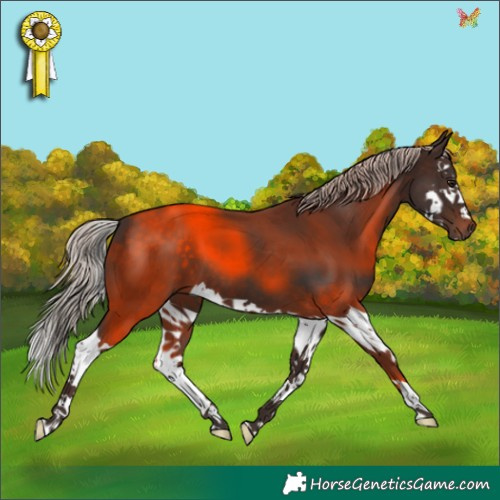 Horse Color:Silver Brown Splash 
