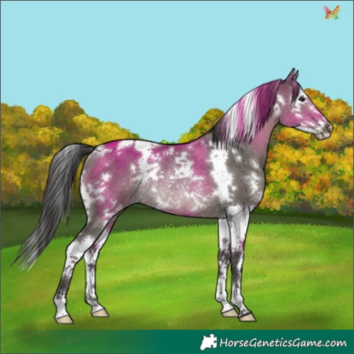 Horse Color:White Spotted Smoky Grullo Splash Rabicano 