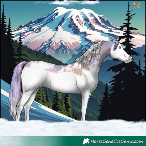 Horse Color:Watercolor White Spotted Smoky Grullo Splash Appaloosa Rabicano 