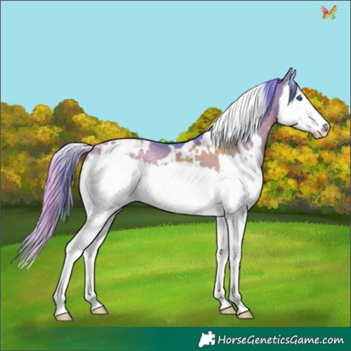 Horse Color:Watercolor White Spotted Smoky Grullo Splash Appaloosa Rabicano 