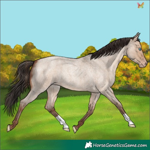 Horse Color:Sable Champagne Roan Dun 