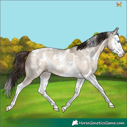 Horse Color:White Spotted Sable Champagne Roan Dun Splash 