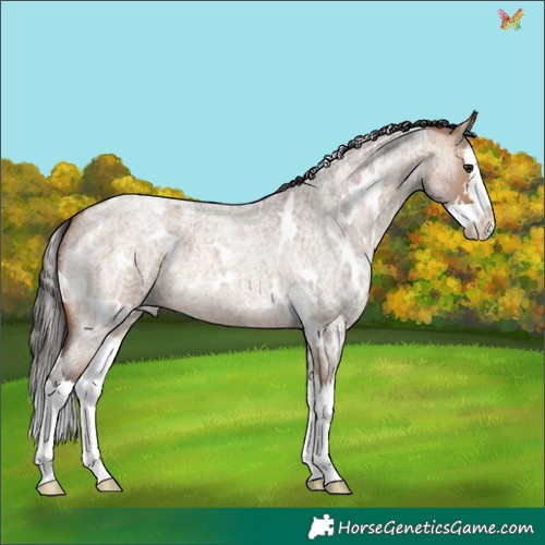 Horse Color:White Spotted Bay Roan Dun Splash 