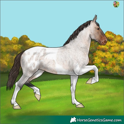 Horse Color:Brown Roan Dun Tobiano Appaloosa 